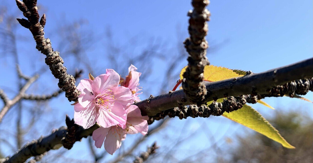 冬の公園にひっそり咲く桜｜myao 〜前略 ハイエースから〜