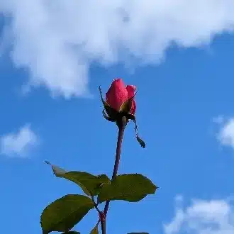 はちみつの海とさくらんぼの森