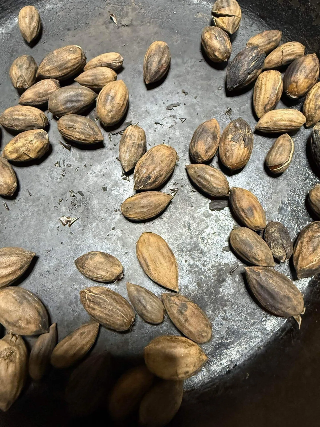 樹齢600年 榧の実（かやの実） 2025年産 1kg アク抜き済み 通販 かやの実 アーモンド 手芸素材・材料 樹齢600年 榧の実 かやの実 2025