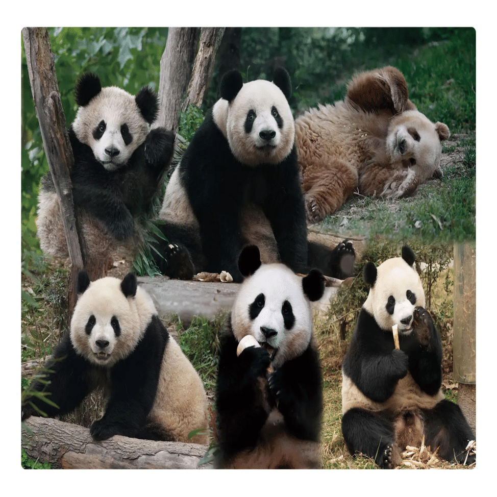 11月8日(金)〜10日(月)までJMFビル高田馬場で「大パンダ展」が開催