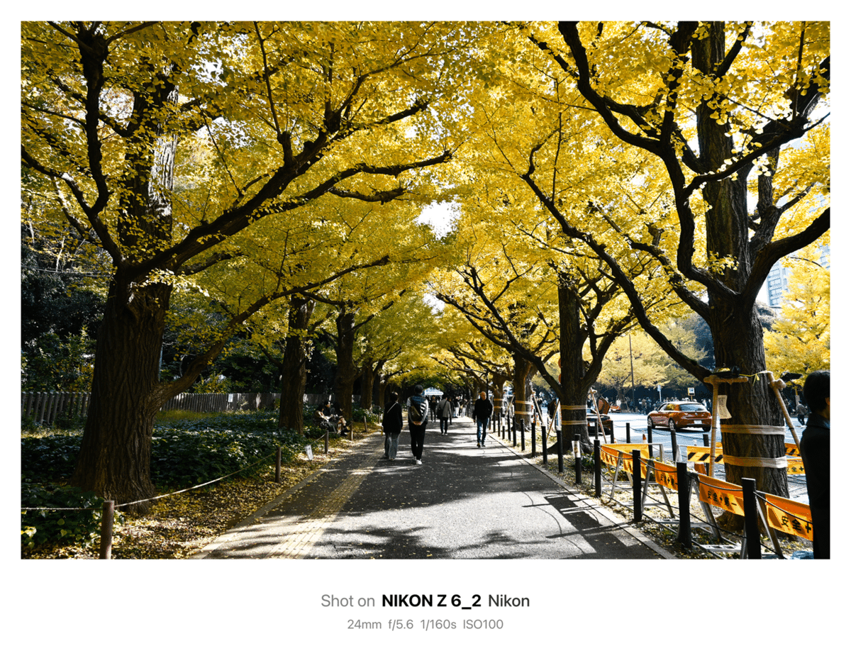 Nikon Z6Ⅱ｜秋の東京｜銀杏並木@神宮外苑｜小鳥遊悠人