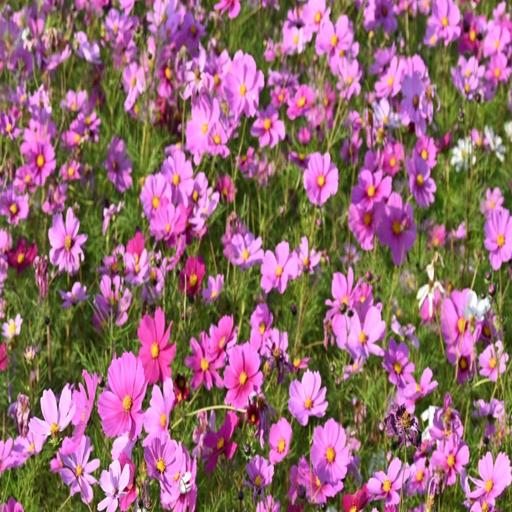 秋桜 第59話 秋桜の季節に｜cosmos源氏