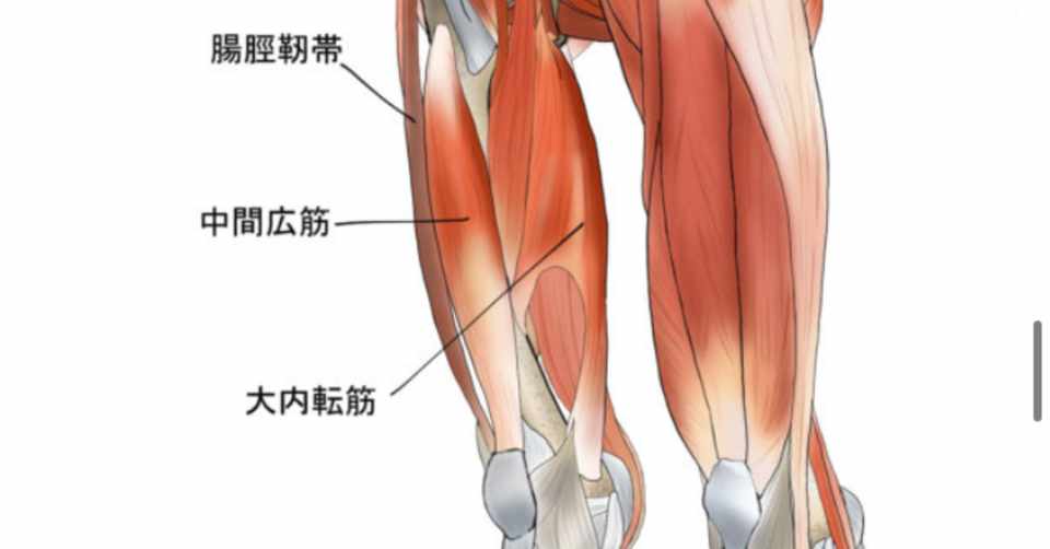 大内転筋の機能解剖から膝痛を解く 内転筋管の構成 言えますか 改訂2版 Keisuke 若手トレーナーの視点 Note