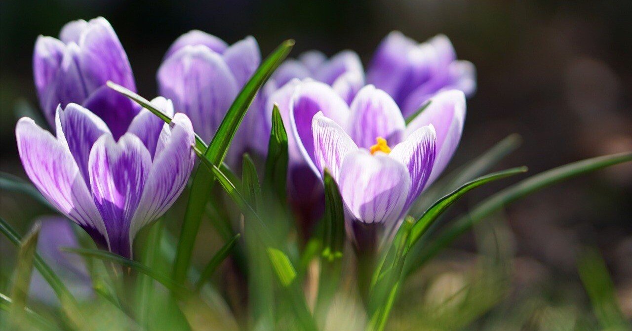 クロッカス | 足もとに宿る、季節を告げる花｜Fioria｜花とハーブのWeb
