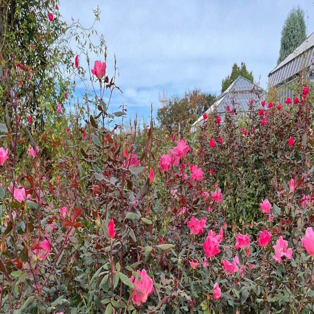 京成バラ園 5年ぶりの秋バラ鑑賞 前編｜Strelitzia