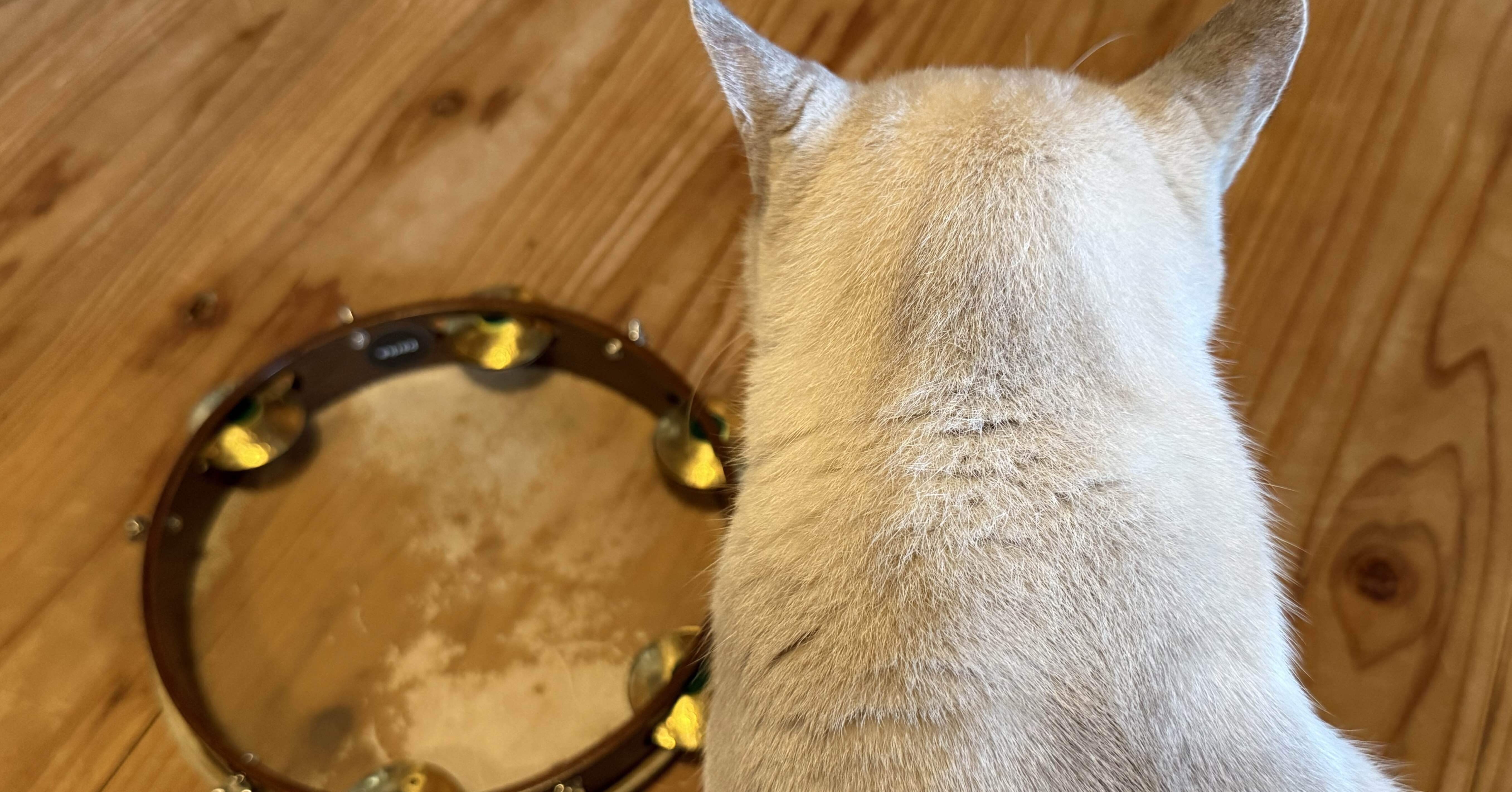 パンデイロの魅力とは？｜ishiken