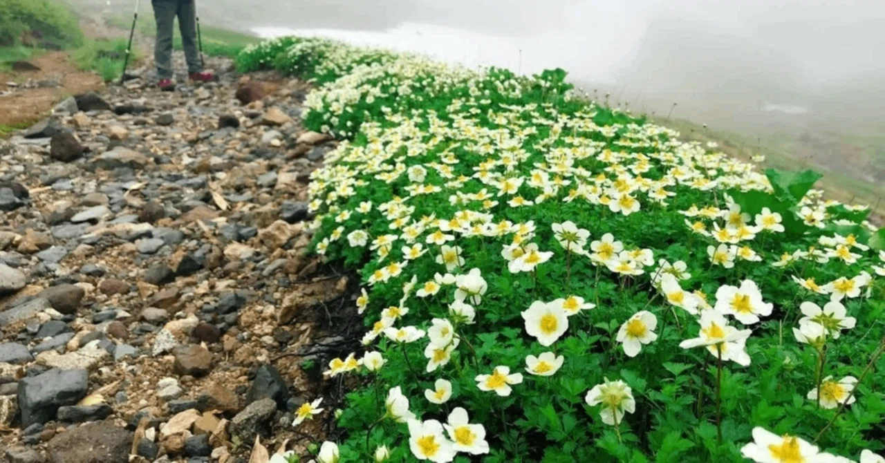 日本の高山植物はどこから来たのか？―DNAが明かす氷河時代からの植物