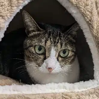 独居ばばちゃん