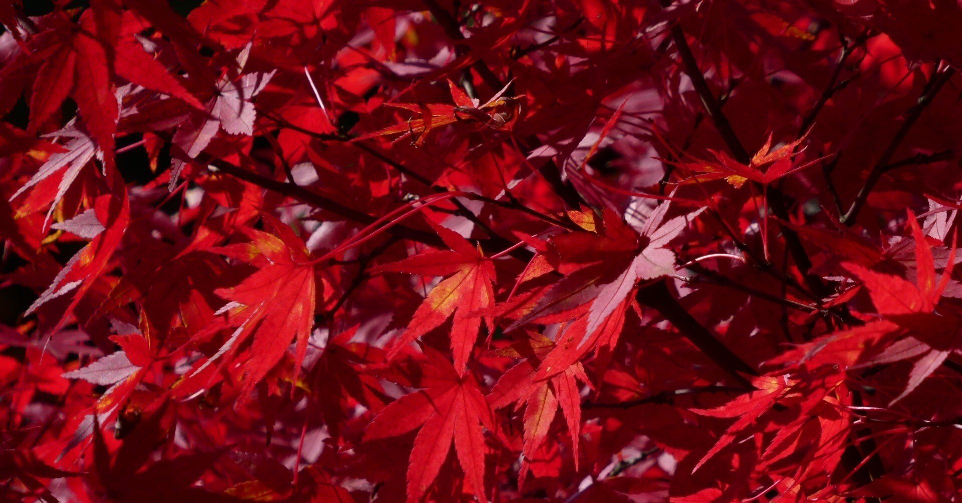 写真】紅葉狩り【2025.11.08】｜はっしー