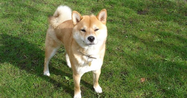 狼ーその生態と歴史 平岩米吉｜ハンス