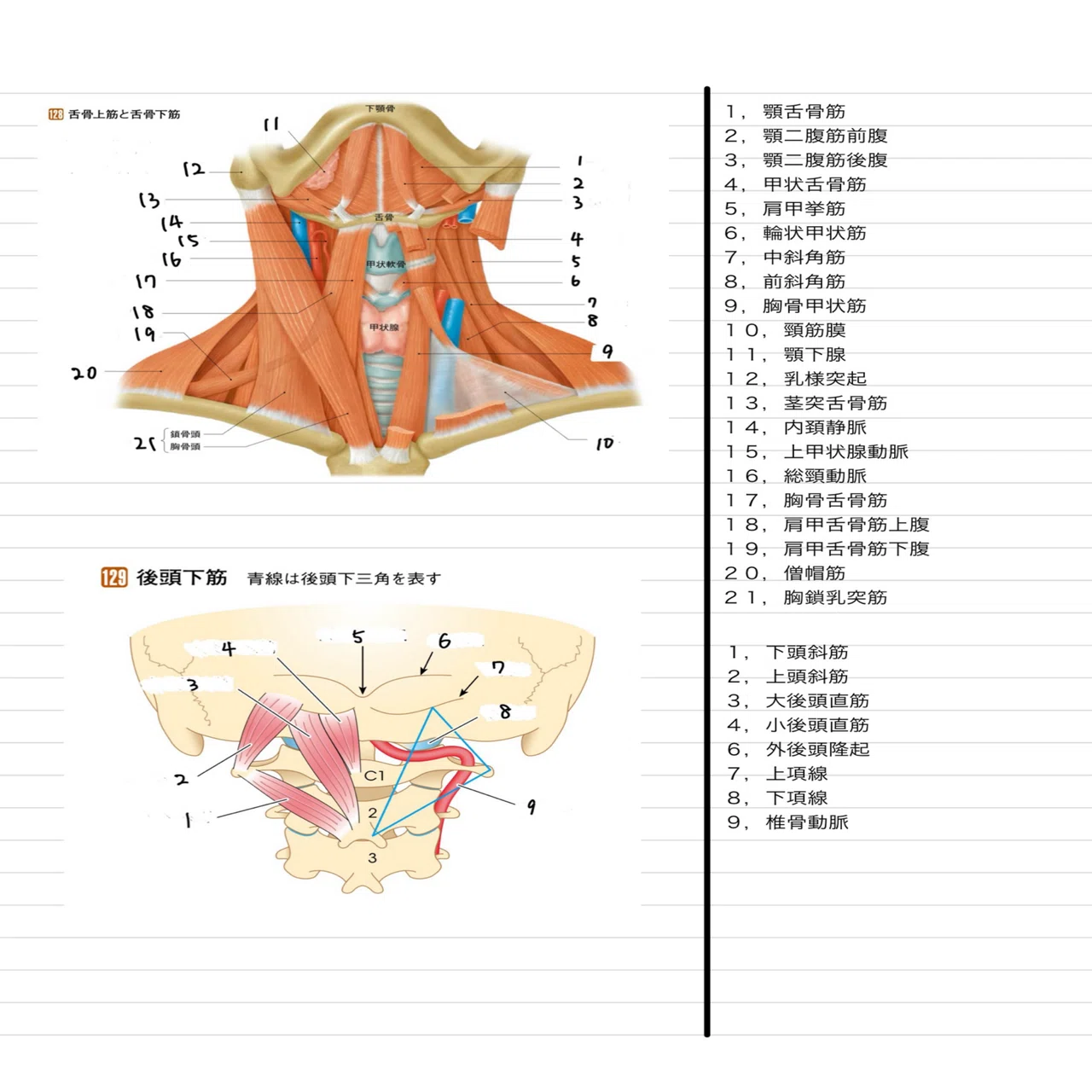 解剖学】 問題集〜イラスト版〜 全1265問｜医療系学生のための試験対策