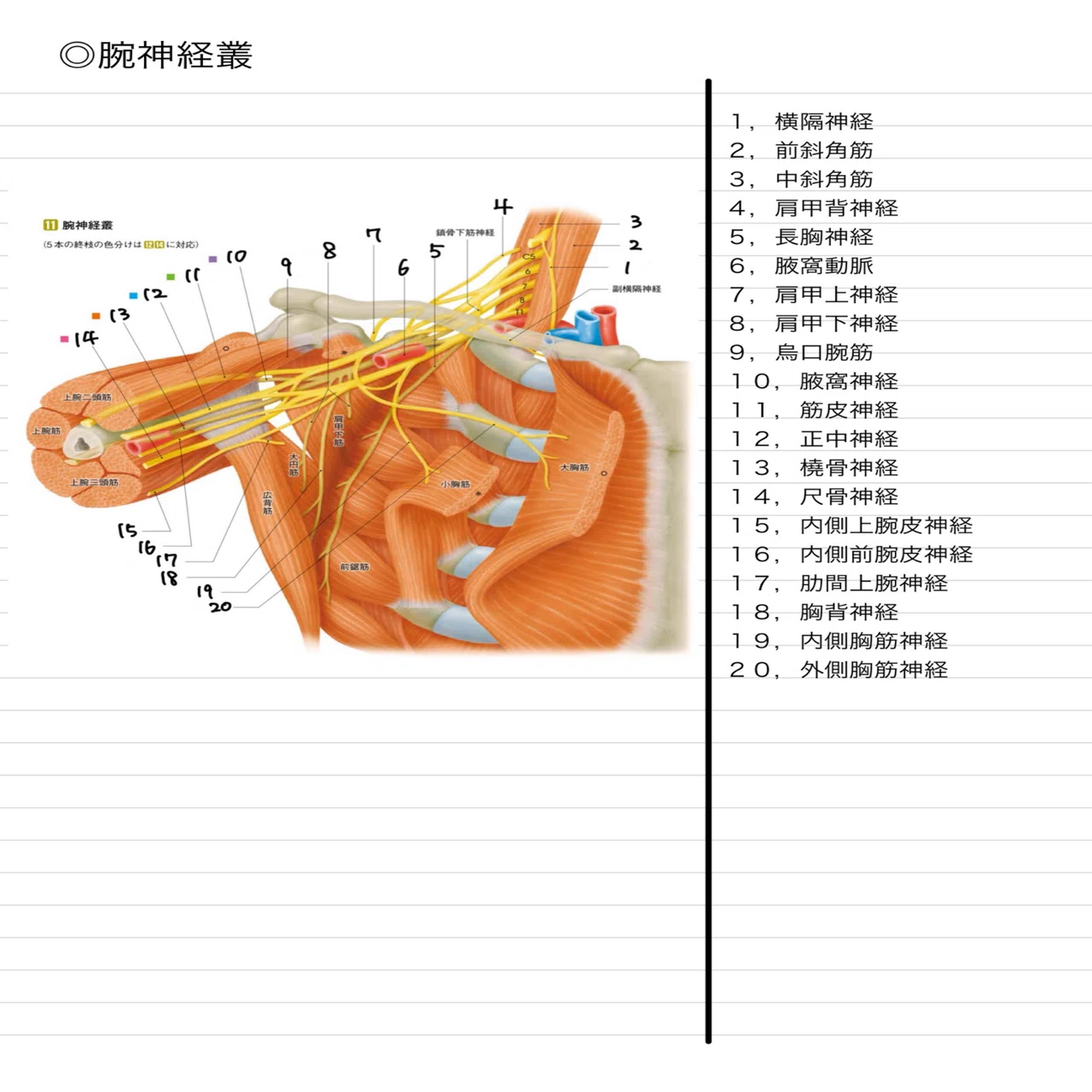 解剖学】 問題集〜イラスト版〜 全1265問｜医療系学生のための試験対策
