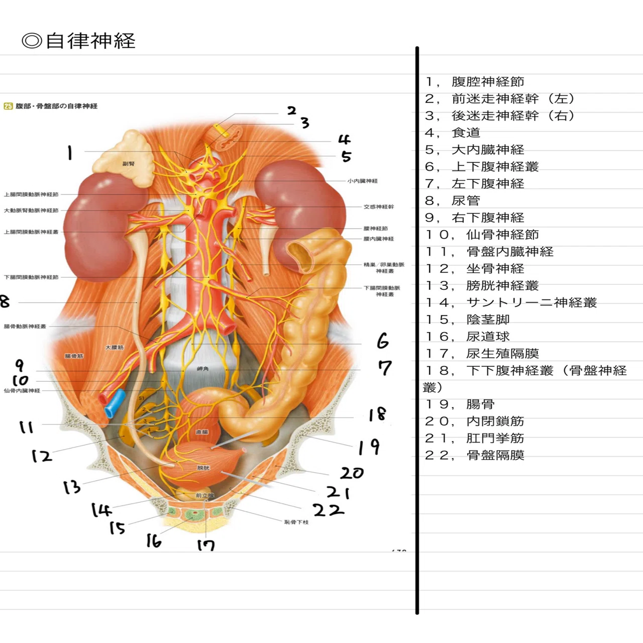 解剖学】 問題集〜イラスト版〜 全1265問｜医療系学生のための試験対策
