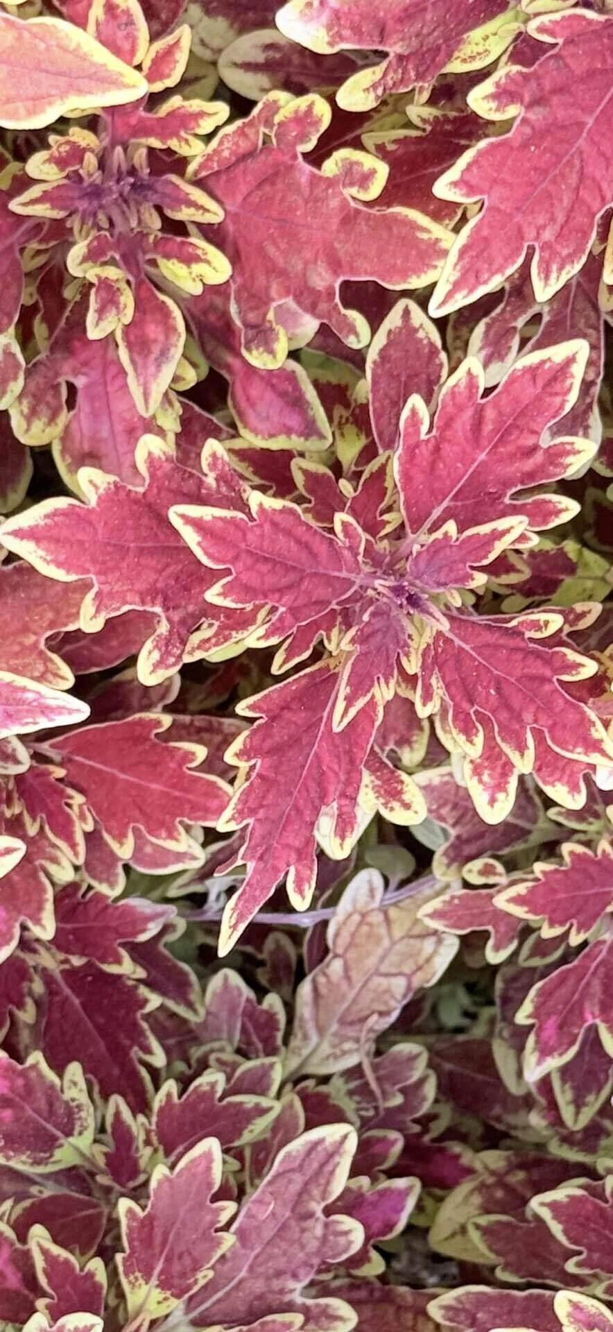 Coleus Burning Red: A Coleus with the Name of a Raging Flame｜EGGSEED