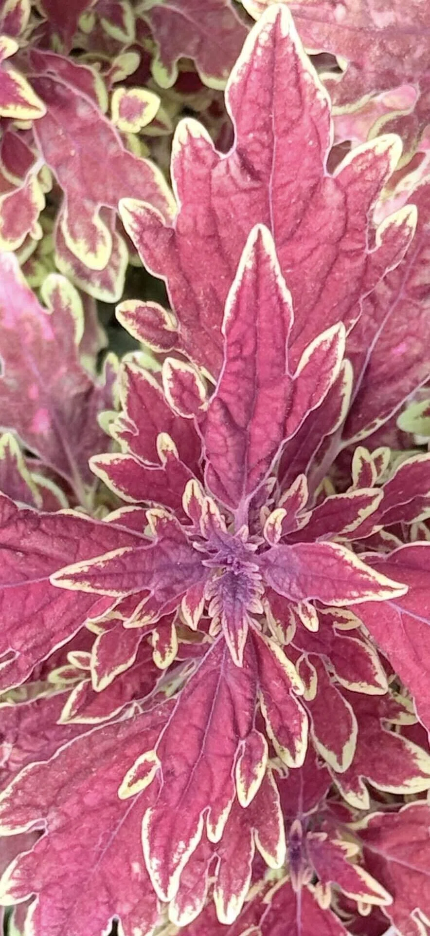 Coleus Burning Red: A Coleus with the Name of a Raging Flame｜EGGSEED