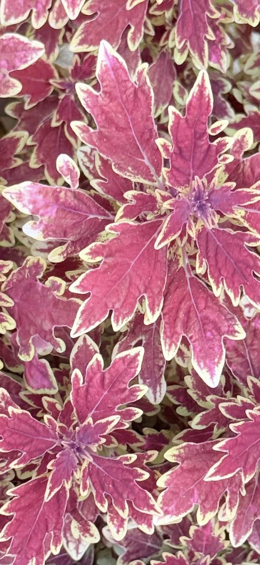 Coleus Burning Red: A Coleus with the Name of a Raging Flame｜EGGSEED