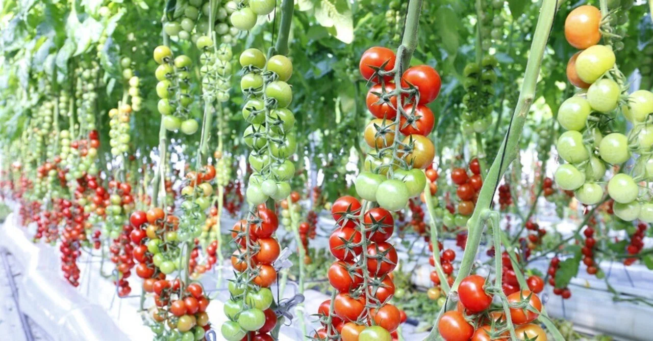 🍅 [For Professional Farmers] November Greenhouse Tomato Cultivation ...
