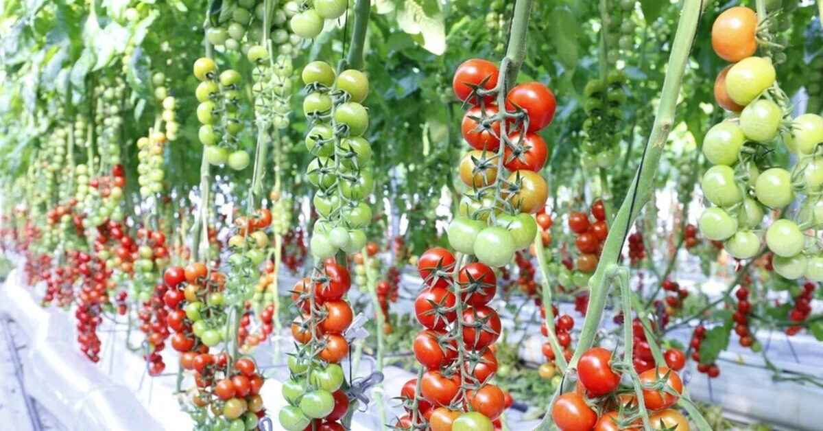 🍅 [For Professional Farmers] November Greenhouse Tomato Cultivation ...