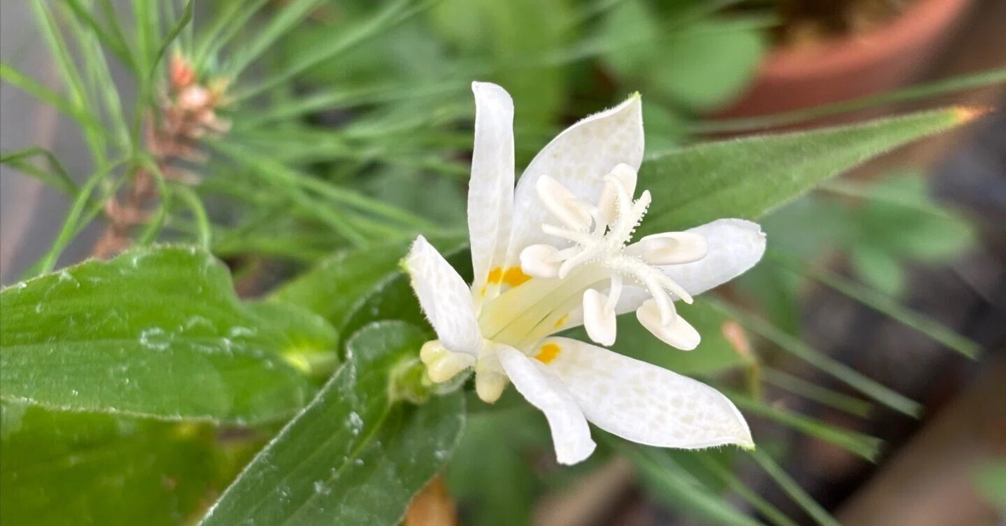 白花ホトトギス 真っ白と思っていたのに｜kawa