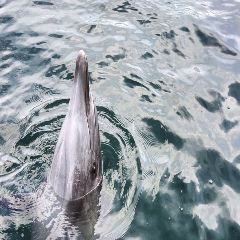 🐬イルカのセラピー🐬を受ける【日本ドルフィンセンター訪問レポ】｜前髪