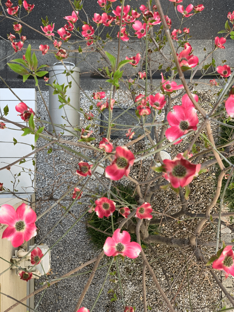 ハナミズキもジャスミンも咲きました みずのさちこ Note