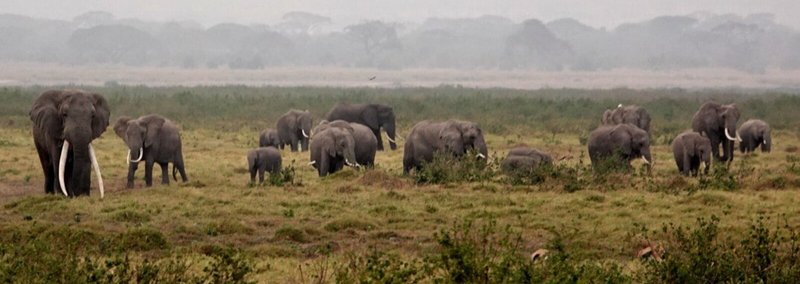 まるまるサファリの本　武田ちょっこ　絶版　ケニア・タンザニア　サファリ　帯付き ケニア・タンザニア旅ガイド まるまるサファリの本 ver.3』｜感想