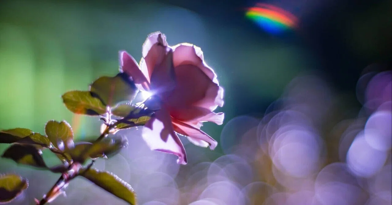 光る花 ピンクの光で照らすのはNG？「桜の花」がきれいに見える光を大公開