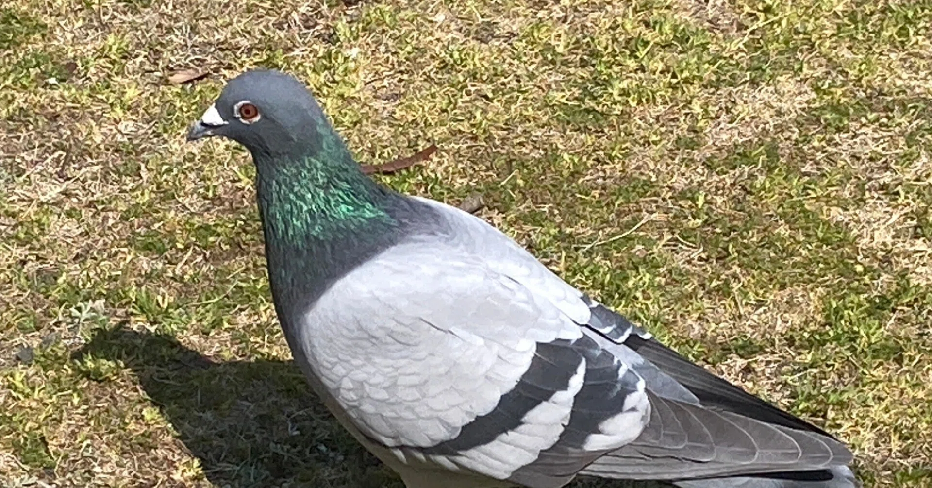 激カワ鳩を二次元美少女にするまでの試行錯誤とプロンプト｜ななみ