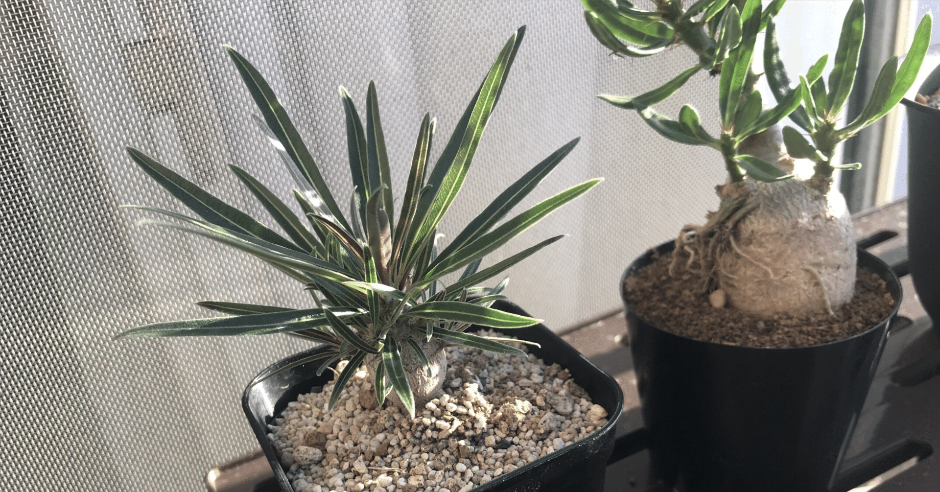 根塊植物】コーデックスってどんな植物？初心者でも失敗しない育て方