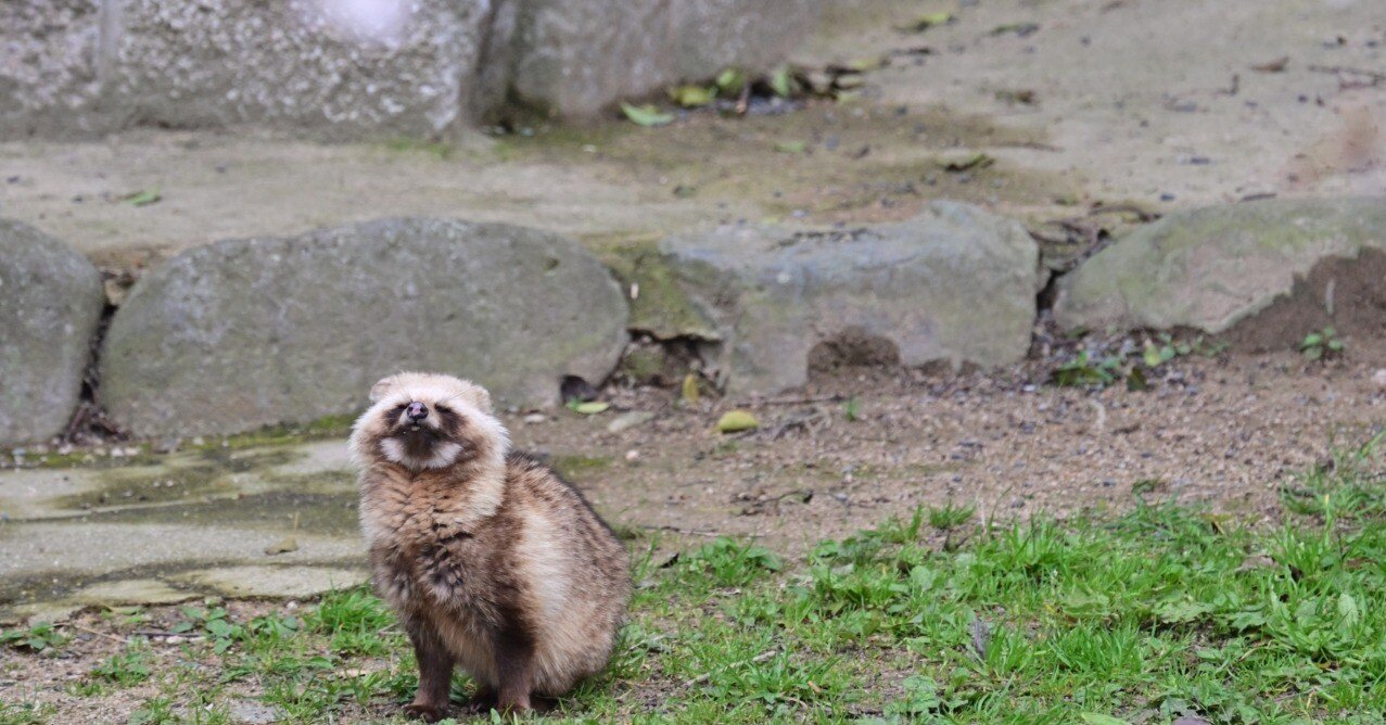 お気に入り写真】たぬきと桜｜ユキカゼ（深水千翔）