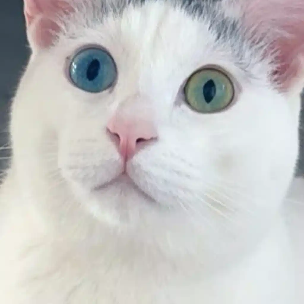 ころも