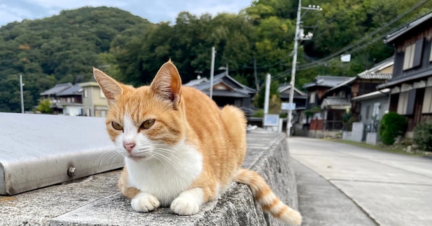 秋のshort trip②真鍋島編｜ゆき