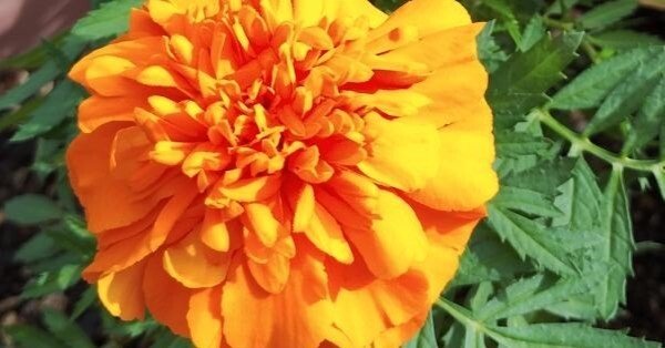 マリーゴールド（独特の香り）｜高瀬浩之