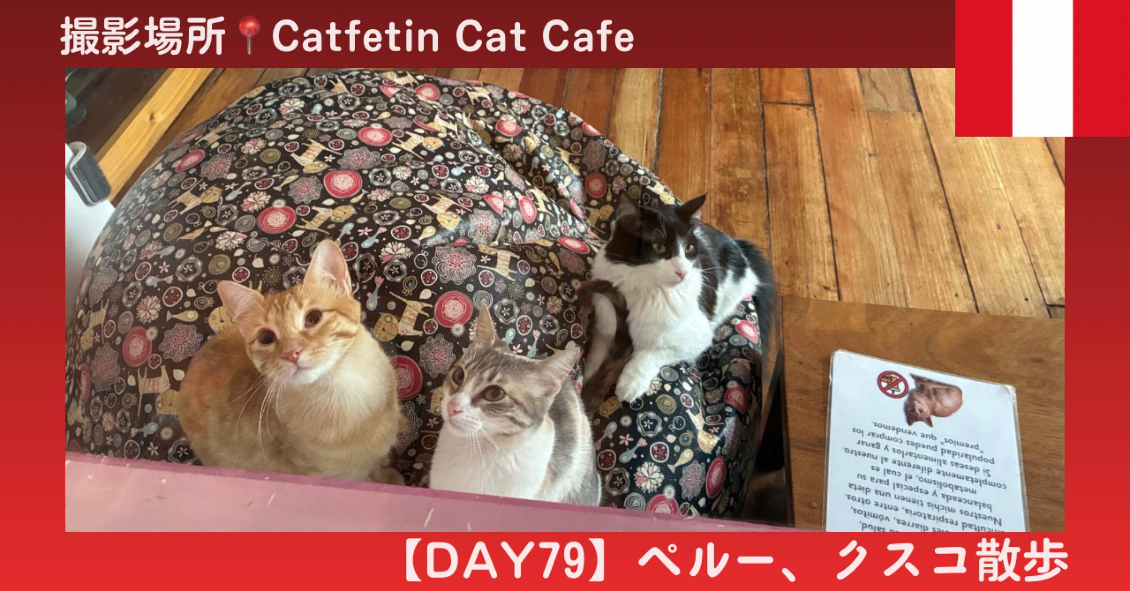 Day79 クスコ】世界猫カフェ巡り第9回「クスコの猫カフェ行ってきた
