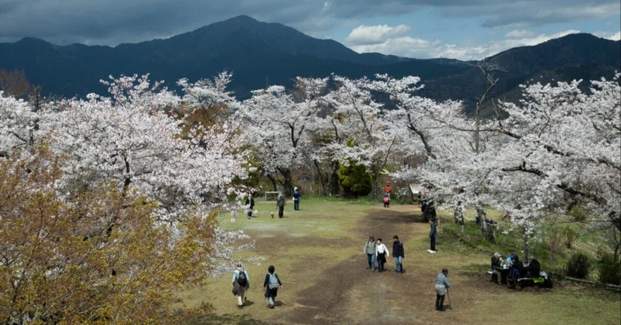 満開の桜と丹沢の絶景を楽しむ春の低山ハイキング（弘法山〜吾妻山
