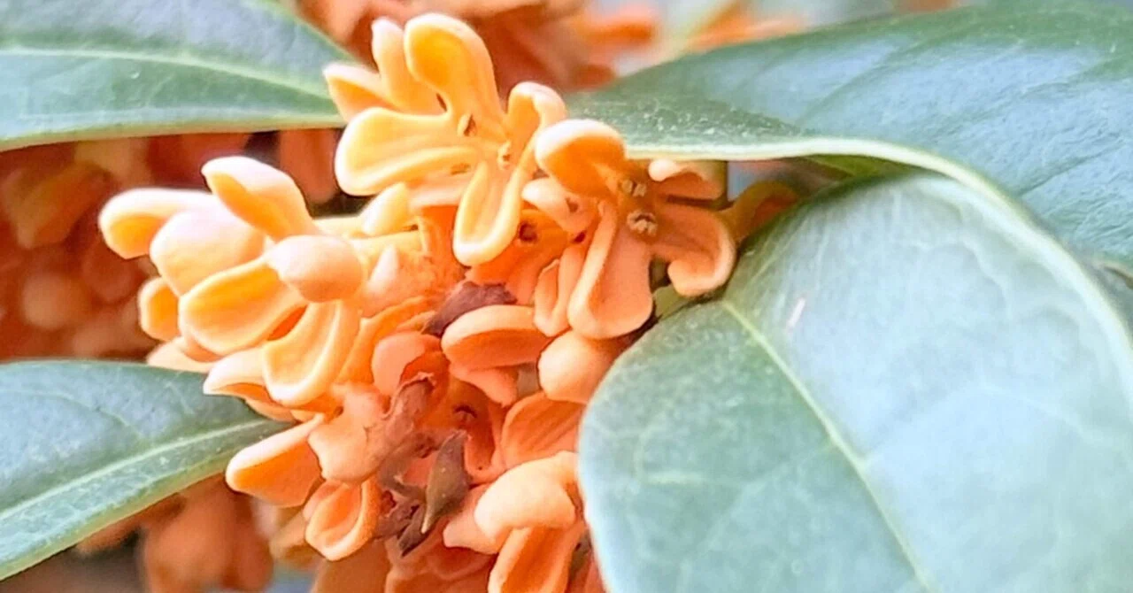 Osmanthus fragrans: The orange flowers are small and their flower 