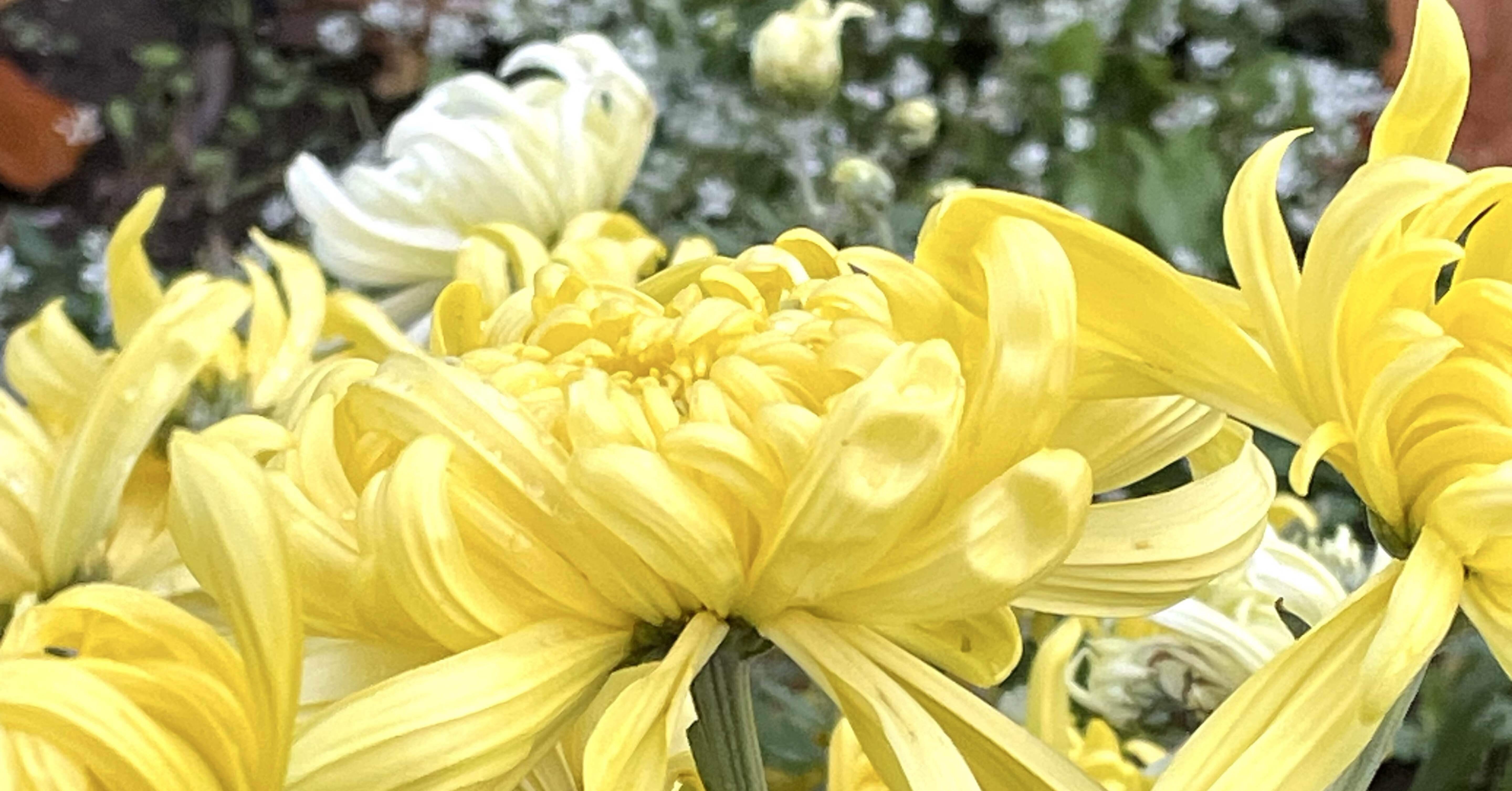 菊の花 キク | Chrysanthemum morifolium | かぎけん花図鑑
