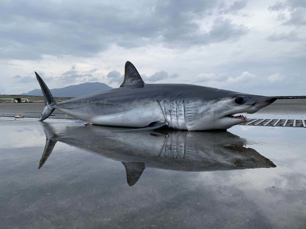 シャークジャーナリスト沼口麻子の自粛生活 おうち時間を工夫で楽しく シャークジャーナリスト沼口麻子 Note