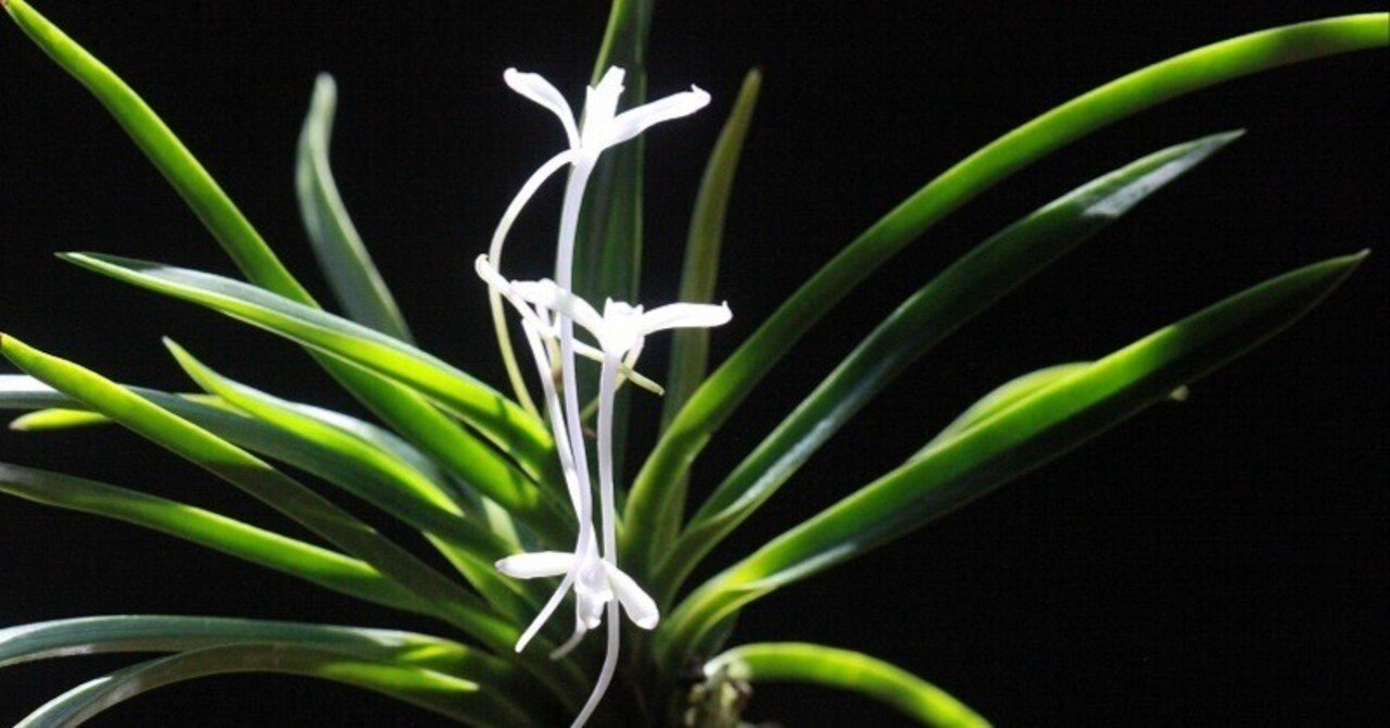 富貴蘭「龍爪」の花｜KJ Morison