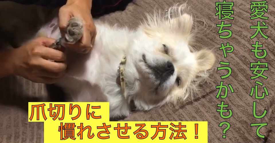 爪切りに慣れせる ドッグライフサポーター 獅子パパ Note