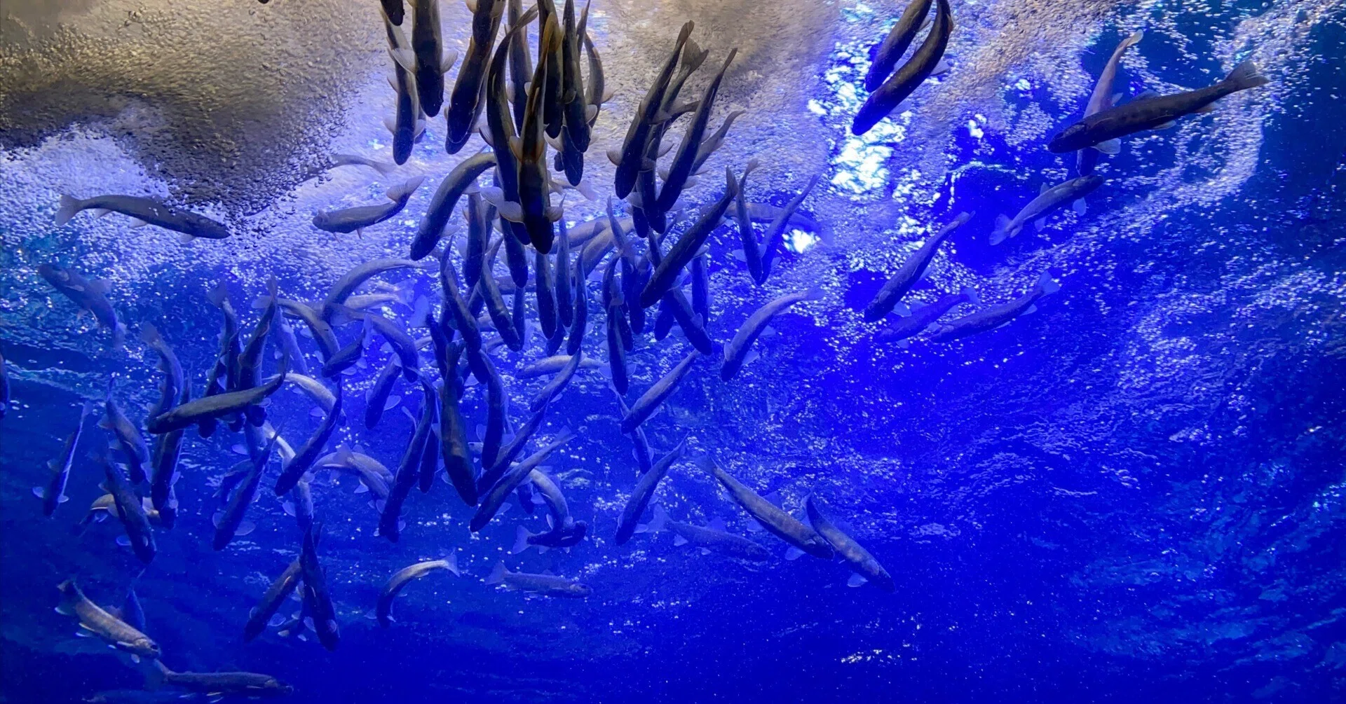 北海道・北見】山の水族館｜滝つぼの下で出会う、北の川と魚たちの物語 