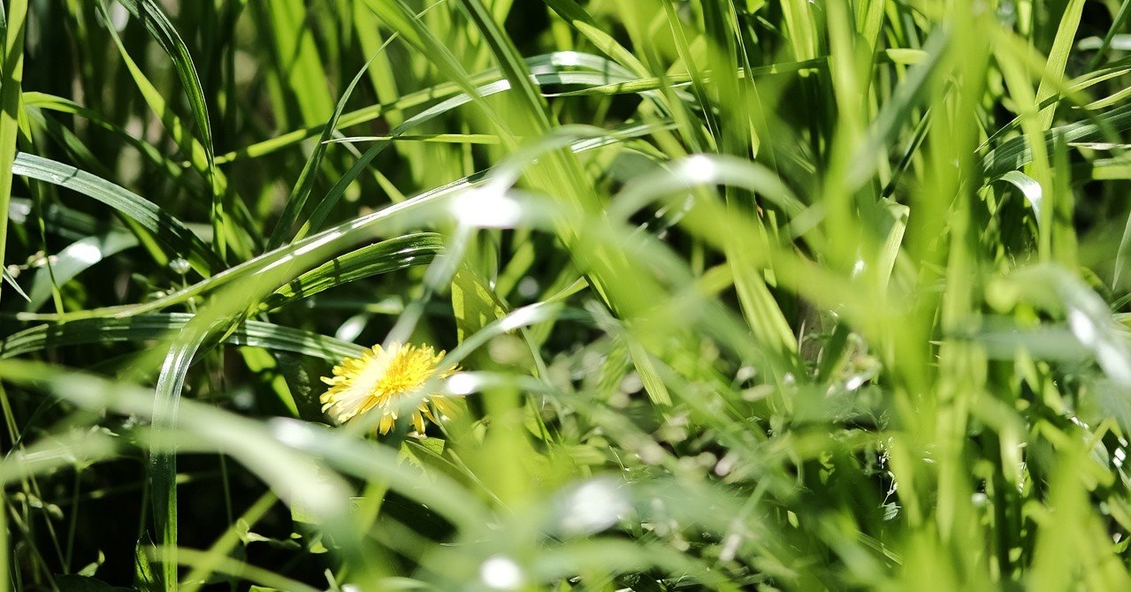 たんぽぽ、草むらにまぎれて。｜ハタモト