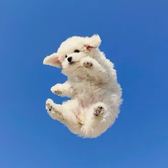 ナナ