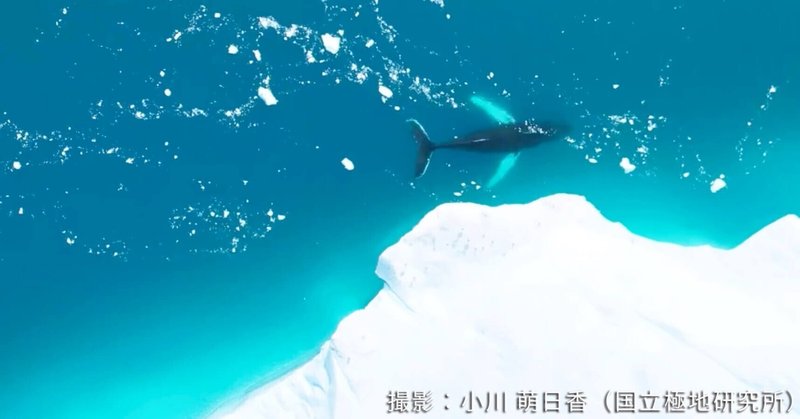 グリーンランド・カナック沿岸での現地調査2025 ①