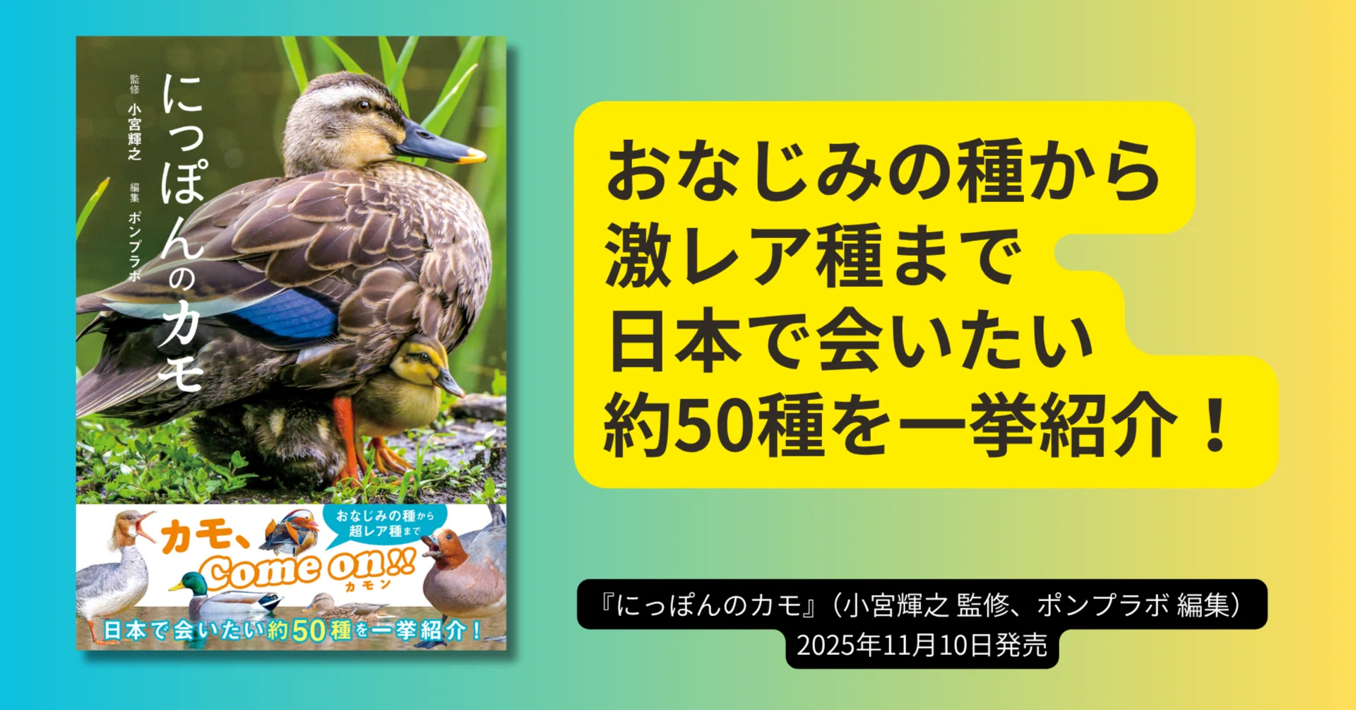 日本で会える 約50種を美麗写真で一挙紹介！『にっぽんのカモ』が11月