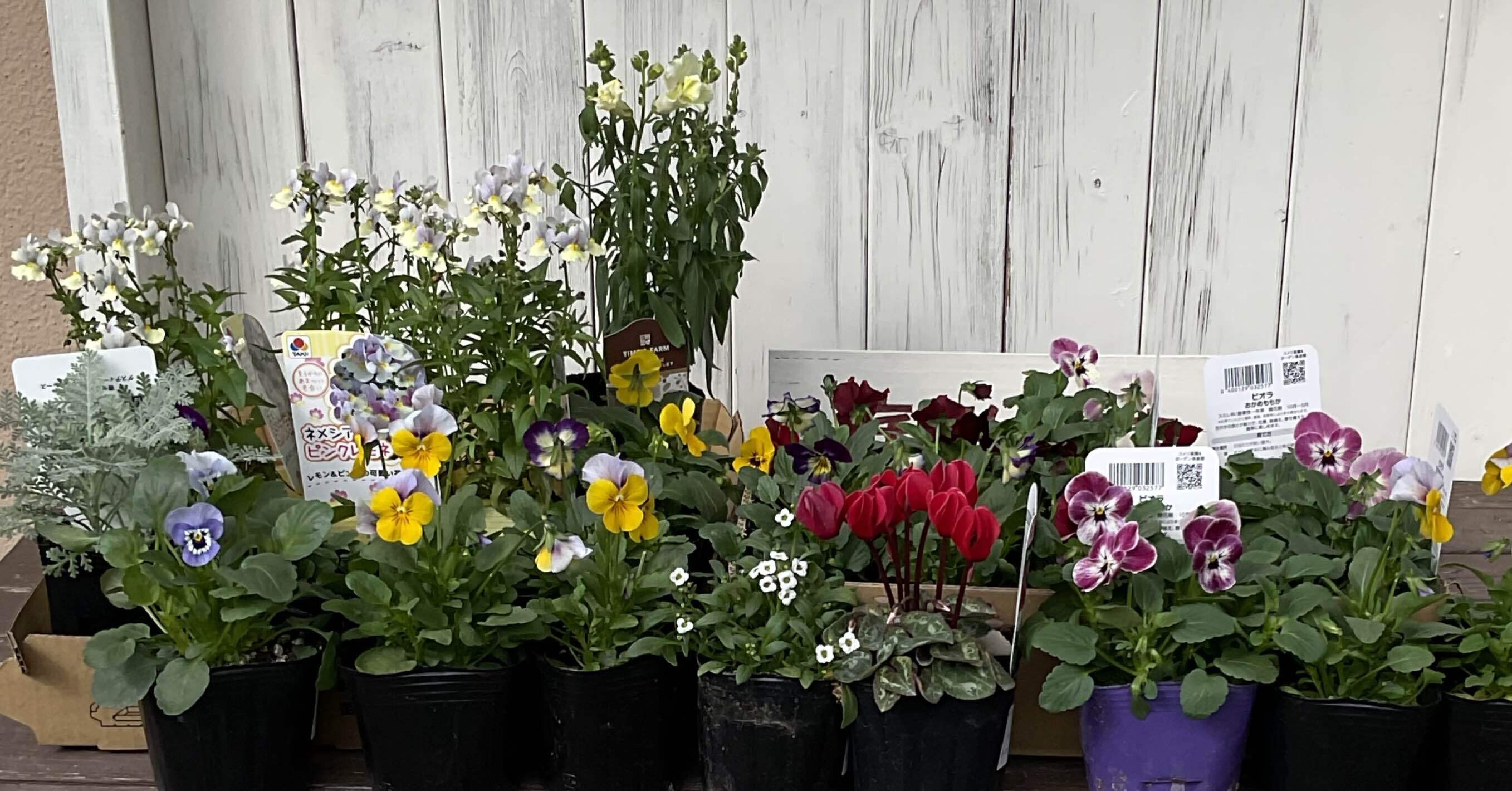 ちまちまと秋のガーデニング｜snow