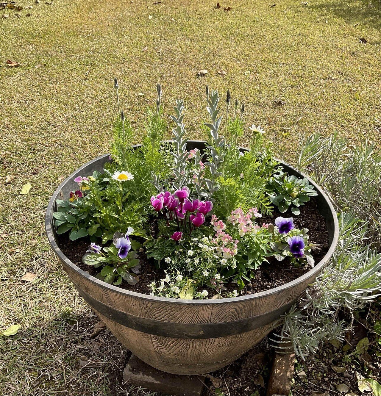 ちまちまと秋のガーデニング｜snow