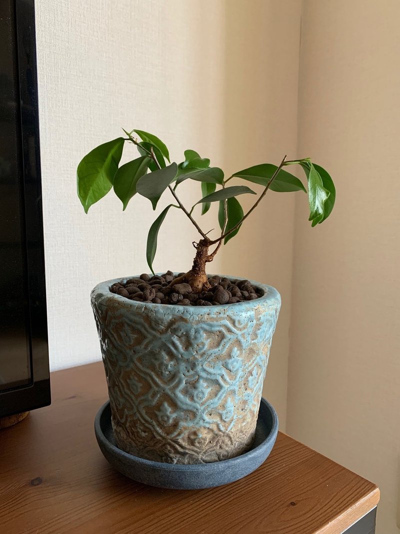 おうち時間 お部屋で観葉植物育てよう おすすめの土と虫対策 ベランダでハーブ栽培もできるよ Amy Thepremier Cafe Note おうち時間 お部屋で観葉植物育てよう おすすめの土と虫対策 ベランダでハーブ栽培もできるよ Amy Thepremier Cafe Note
