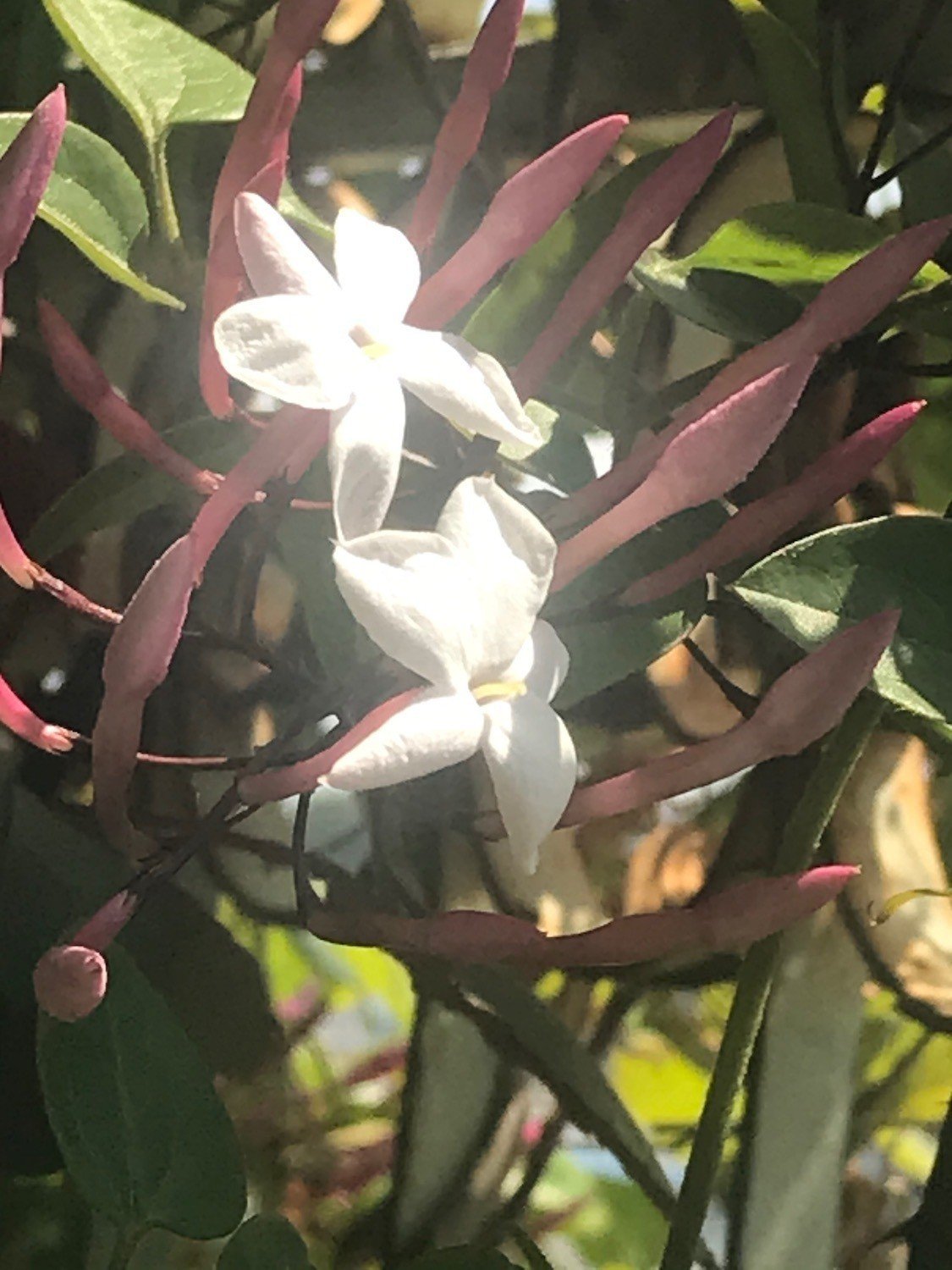 生命力溢れるハゴロモジャスミン Phytolc Note 生命力溢れるハゴロモジャスミン Phytolc Note