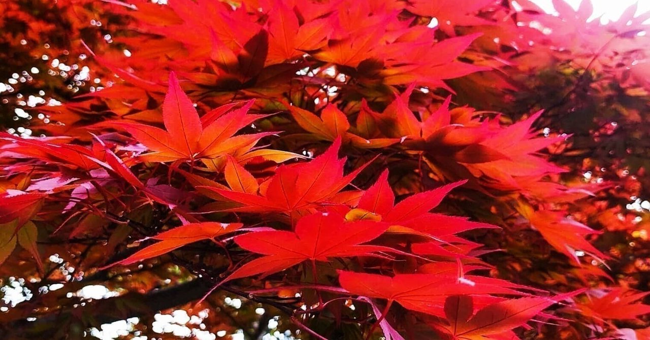 紅葉＆みのり散歩🍂創樹写真館｜創樹（もとき）